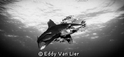 Great Oceanic Whitetip Deadelus Reef, Red Sea Egypt (Niko... by Eddy Van Lier 